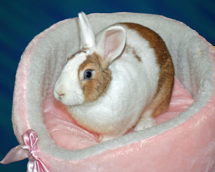 Bunny In Pink Bed Photograph by Diane Bell