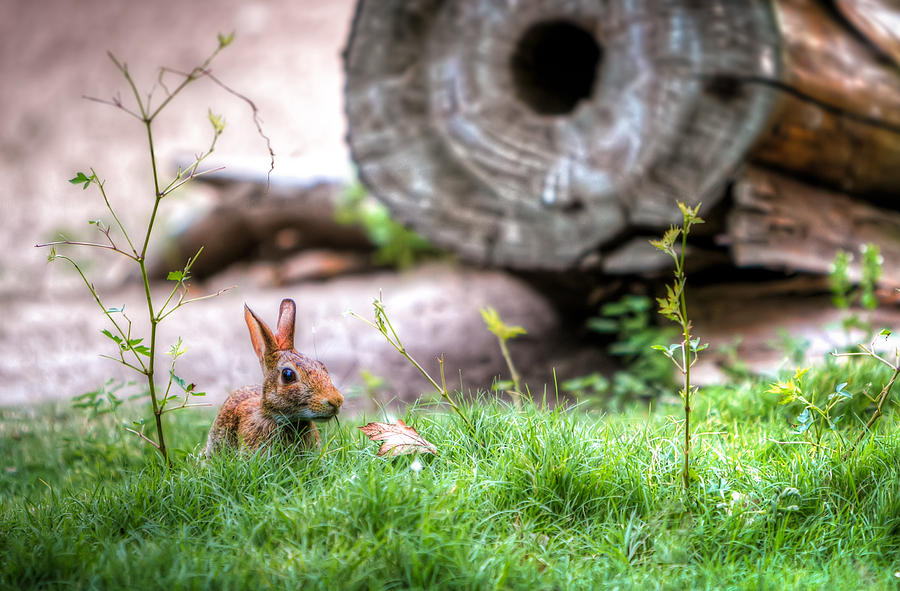 Bunny in the Grass Photograph by Tim Stanley