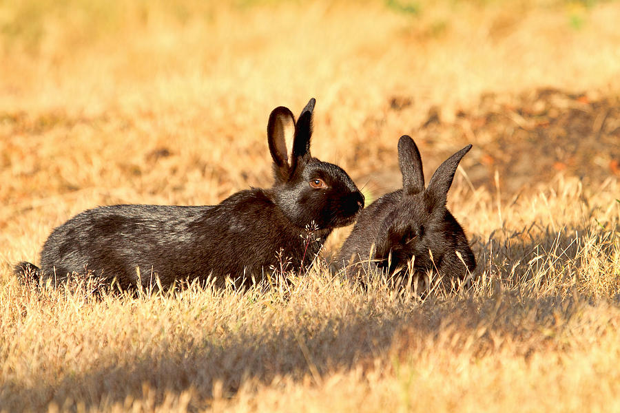 Bunny Love Photograph by Peggy Collins