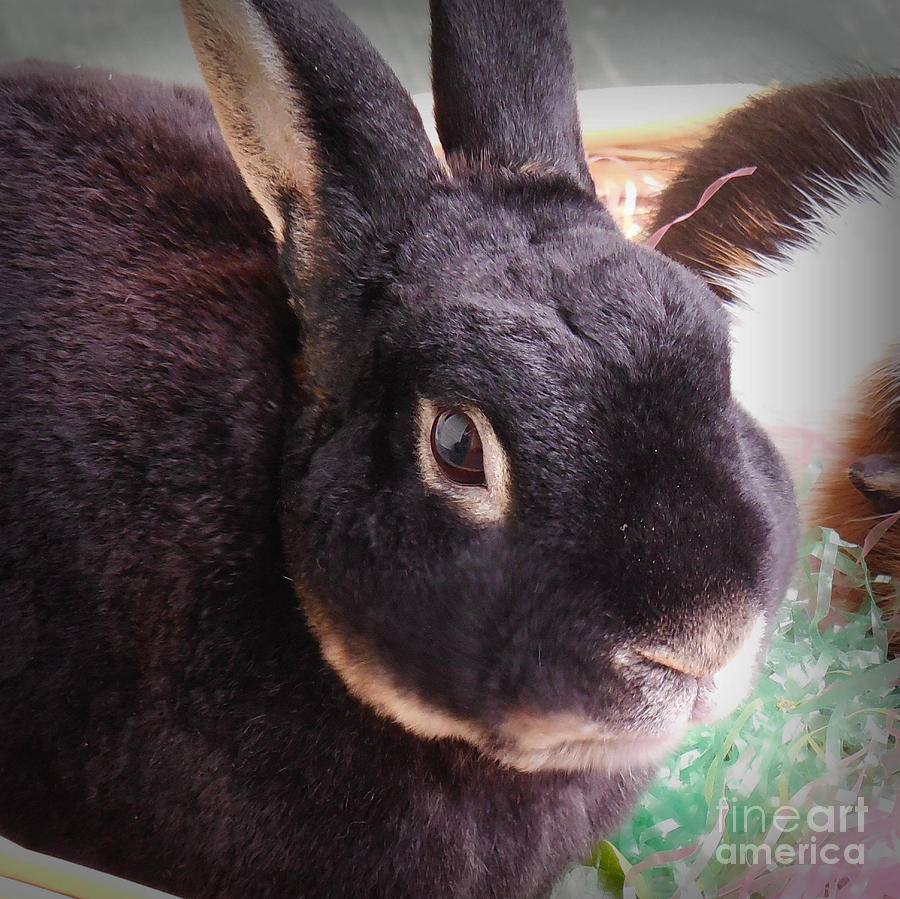 Bunny Portrait Photograph by Valerie Reeves