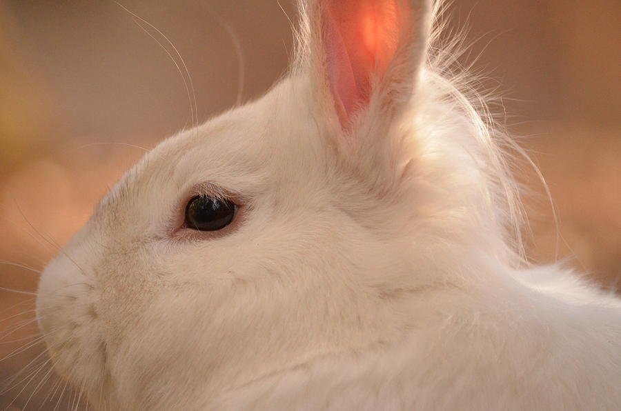 Profile picture bunny Happy Easter