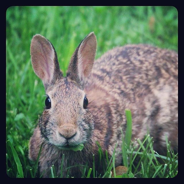 Rabbit Photograph - #bunny #rabbit by Hermes Fine Art