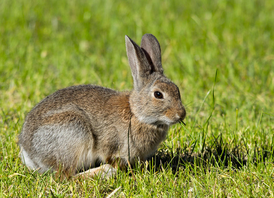 Bunny Rabbit Photograph by Kathleen Bishop