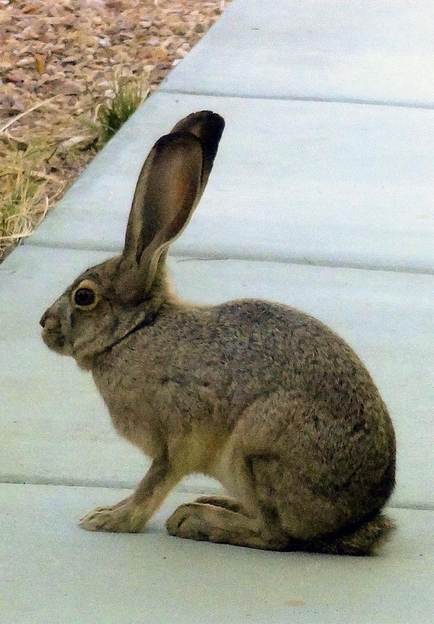 Nature Photograph - Bunny Rabbit by Patrick Morgan