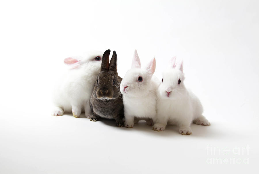 Bunny Secrets Photograph by Jean Saxon