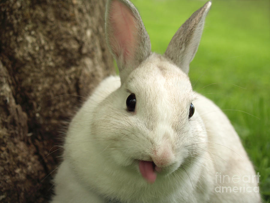 Bunny Sticking out Tongue Photograph by Anna Lisa Yoder