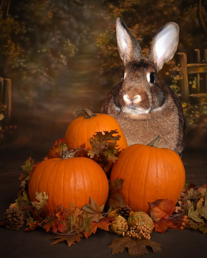 Bunny Style Halloween Photograph by Diane Bell