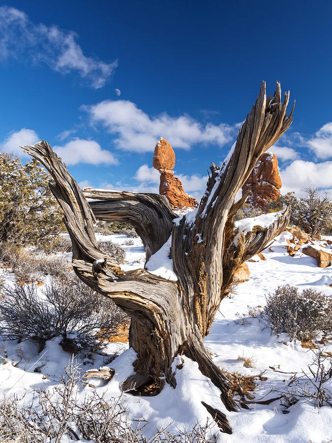 Winter Photograph - Bunny Tracks by Dustin LeFevre