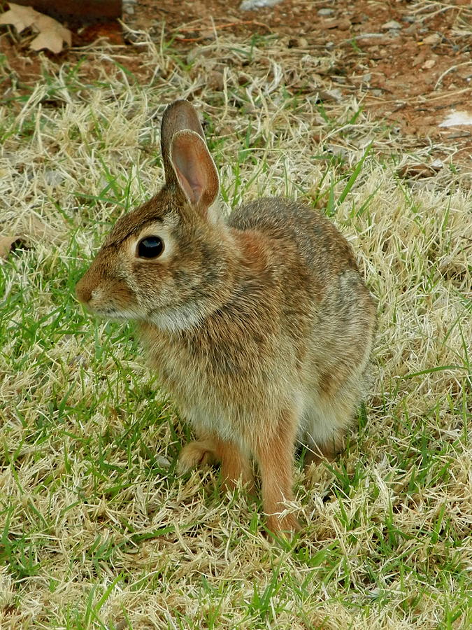 Rabbit Photograph - Bunny by Virginia Forbes