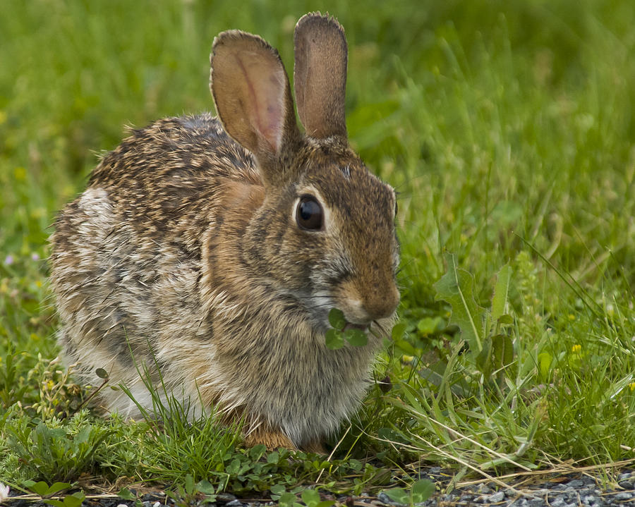 Bunny With Clover In His Mouth Photograph by Deb Breton