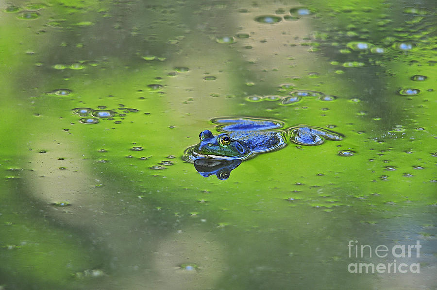 Buoyant Bullfrog Photograph by Al Powell Photography USA
