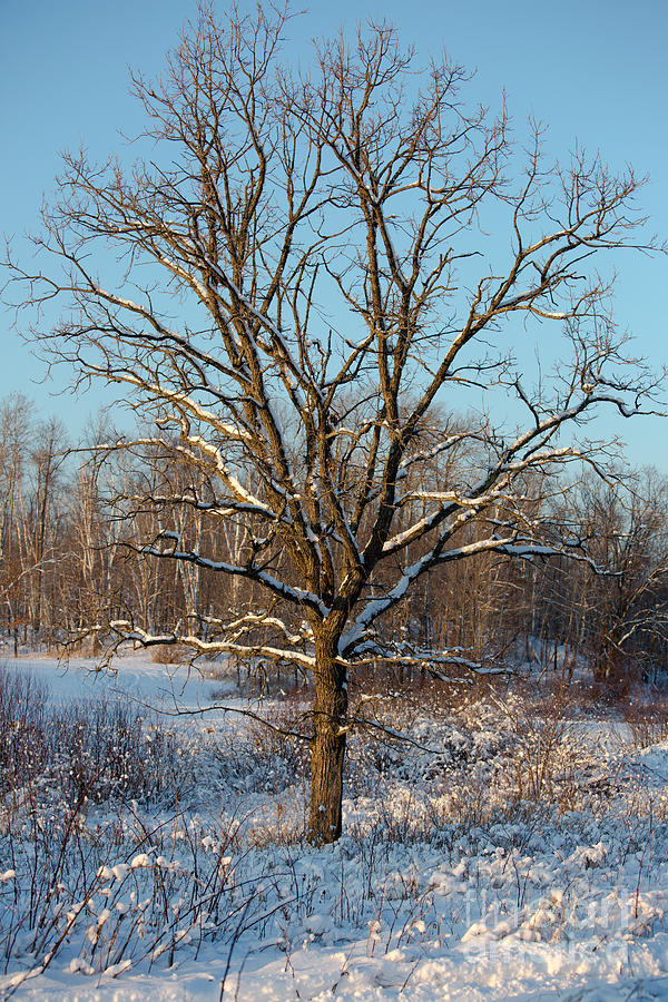 Nature Photograph - Bur Oak In Winter by Linda Freshwaters Arndt