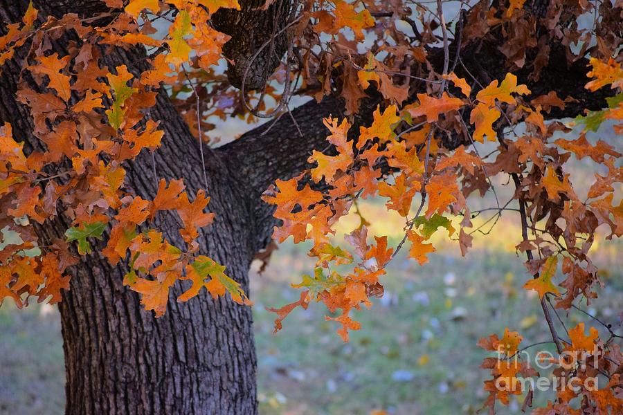 Bur Oak Tree in Autumn Photograph by Janette Boyd