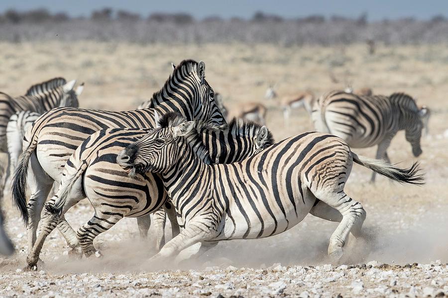 Burchellls Zebras Fighting Photograph by Tony Camacho/science Photo Library
