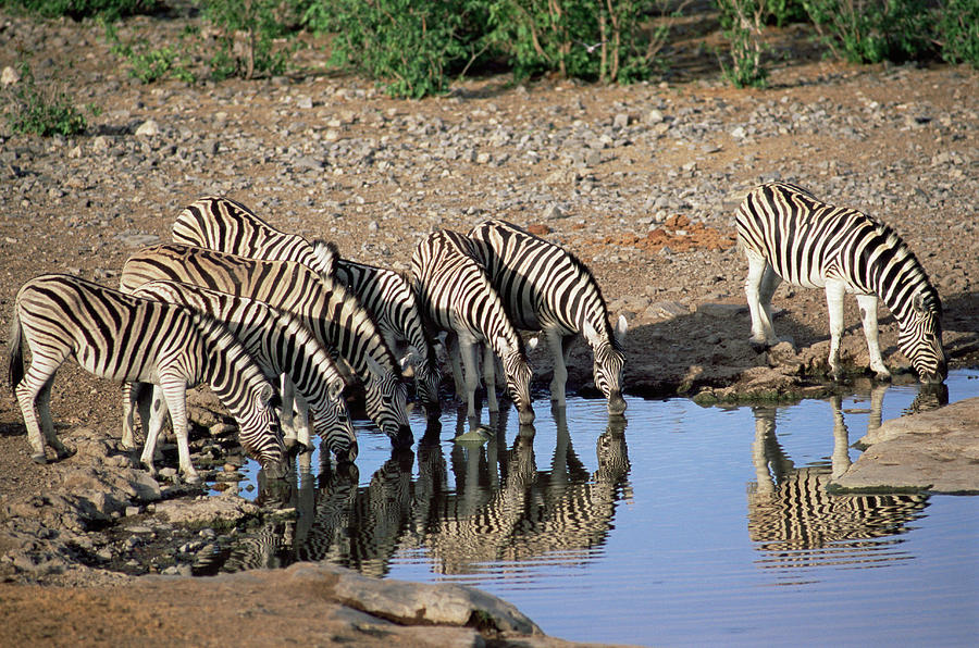 Burchells Zebra At A Waterhole Photograph by Sinclair Stammers/science Photo Library