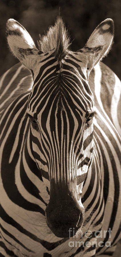 Burchells Zebra Photograph by Chris Scroggins