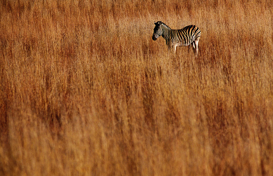 Burchells Zebra  Equus Burchellii  In Photograph by Richard Ianson