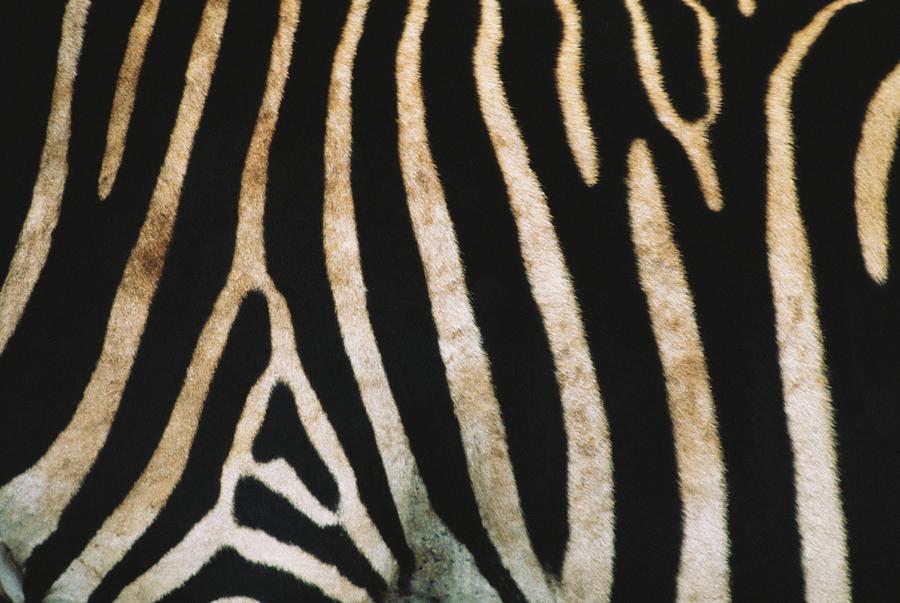 Burchells Zebra Photograph by George Holton