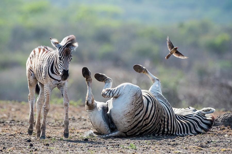 Burchells Zebra Mother And Foal Photograph by Peter Chadwick/science Photo Library