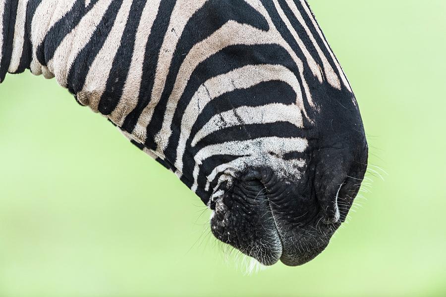 Burchells Zebra Mouth Photograph by Peter Chadwick/science Photo Library