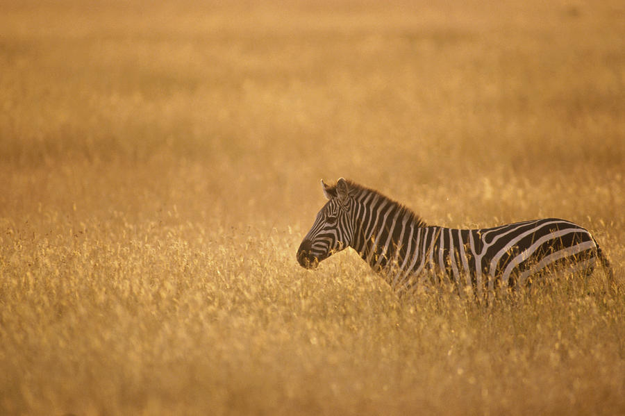 Burchells Zebra On Savannah Masai Mara Photograph by Gerry Ellis