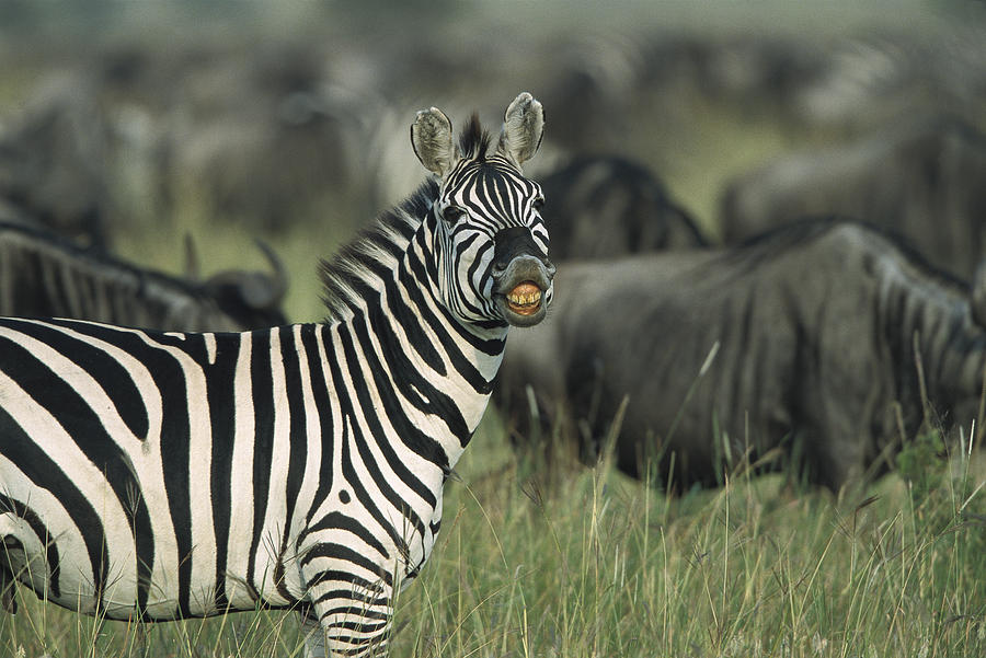 Burchells Zebra Stallion Serengeti Photograph by Konrad Wothe