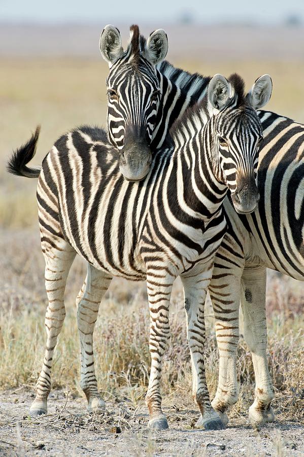 Burchells Zebra Photograph by Tony Camacho