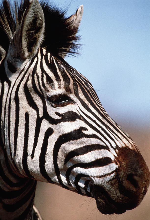 Burchells Zebra Photograph by Tony Camacho/science Photo Library