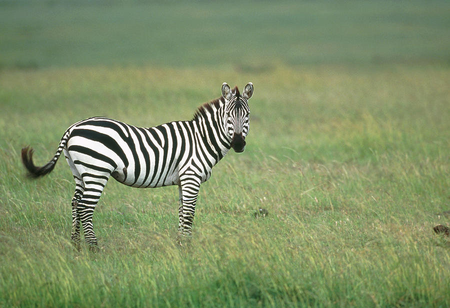 Burchell's Zebra Photograph by William Ervin/science Photo Library ...