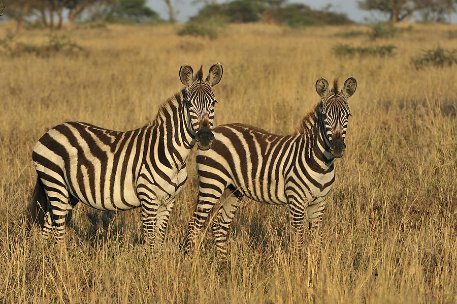Burchells Zebraon Savanna Serengeti Photograph by Thomas Marent