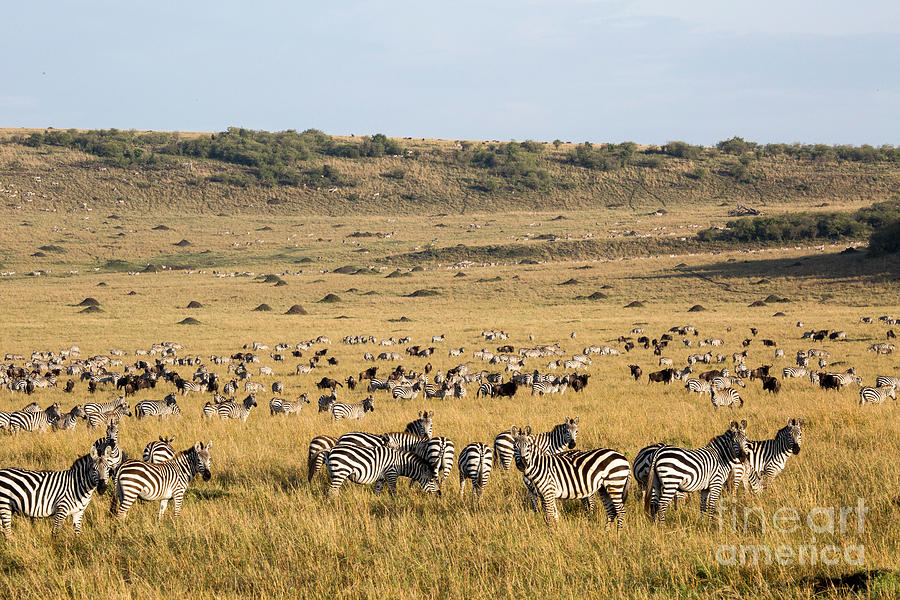 Burchells Zebras And Wildebeest Photograph by Greg Dimijian