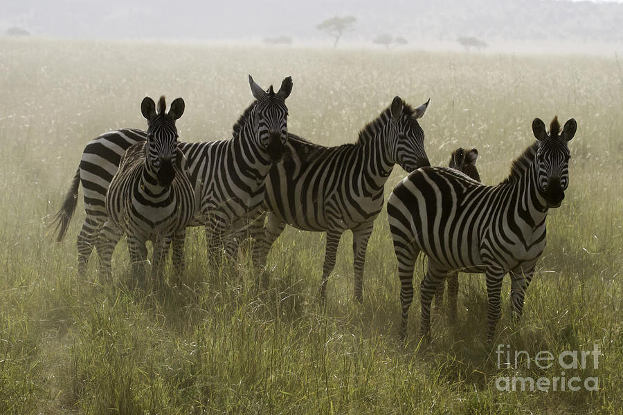 Burchells Zebras Photograph by Chris Scroggins