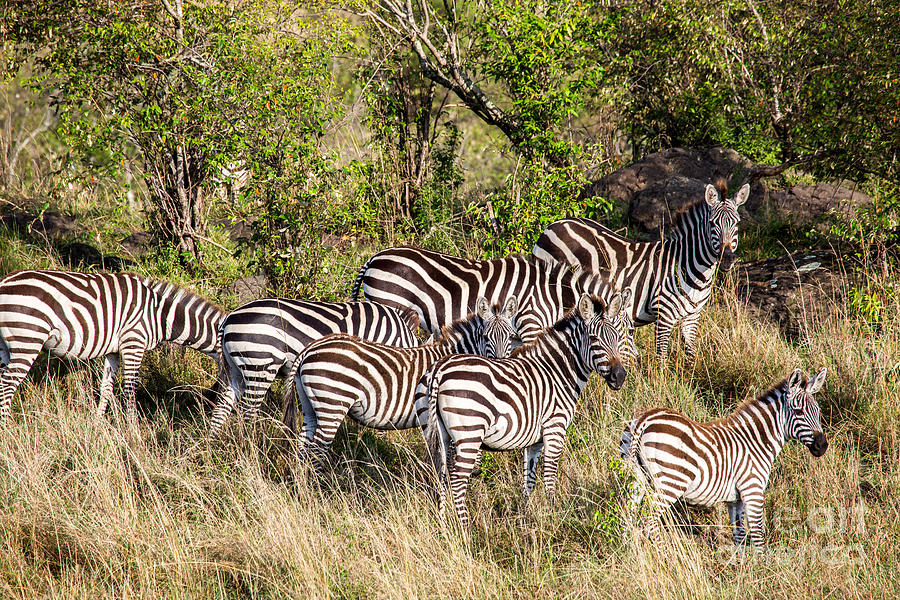 Burchells Zebras Concealment Method Photograph by Greg Dimijian