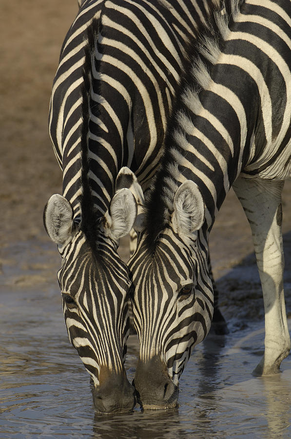 Burchells Zebras Drinking Africa Photograph by Pete Oxford