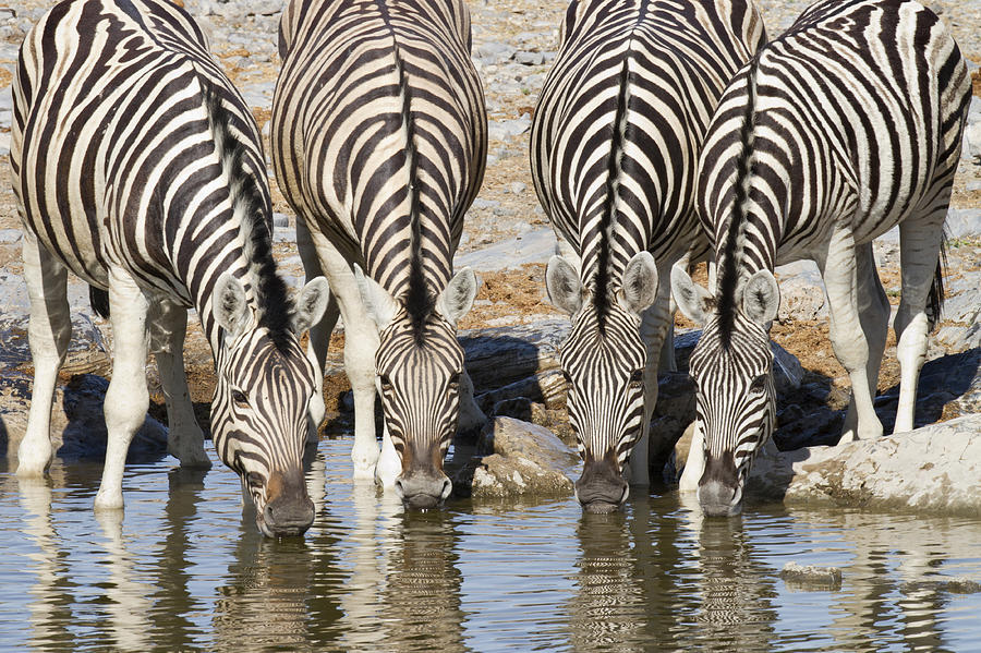 Burchells Zebras Drinking Etosha Np Photograph by Richard Garvey-Williams