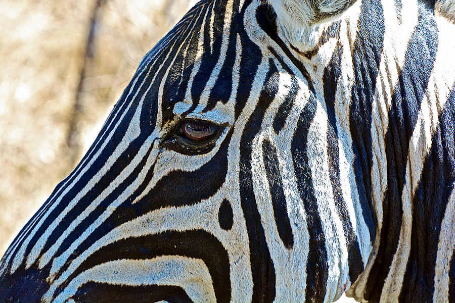 Burchells Zebras Face in Kruger National Park-South Africa Photograph by Ruth Hager