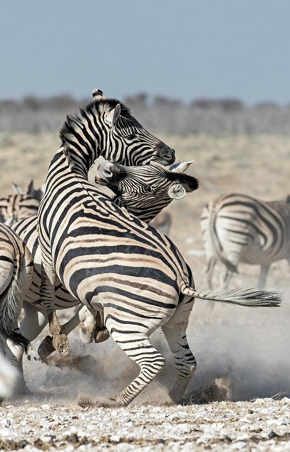Burchells Zebras Fighting Photograph by Tony Camacho/science Photo Library