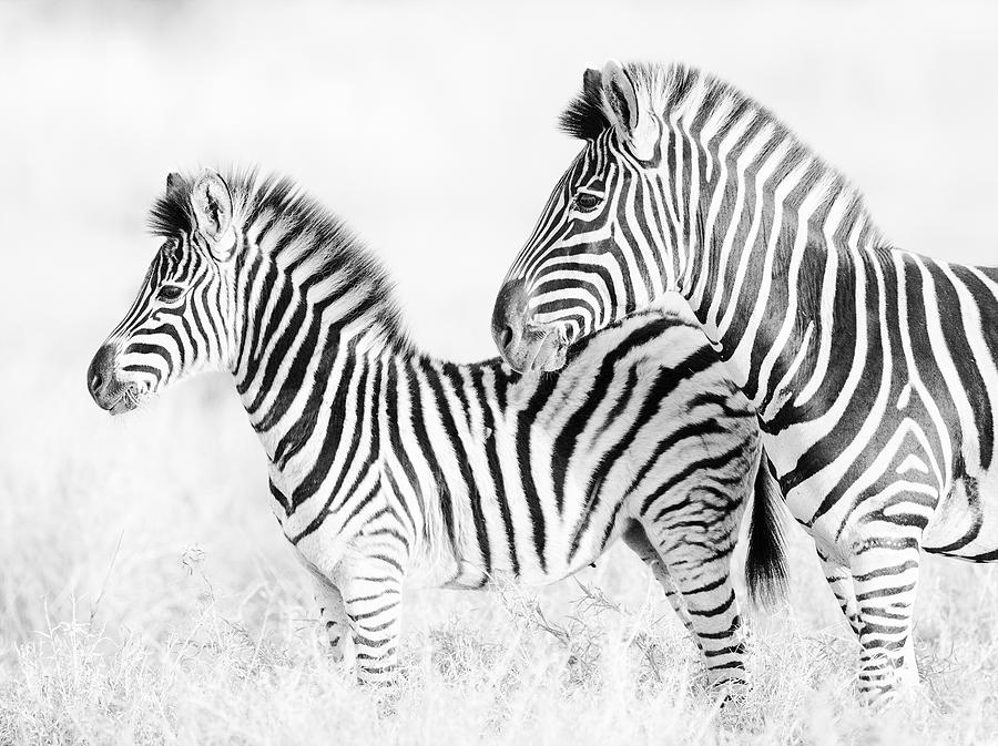 Burchells Zebras Photograph by Max Waugh
