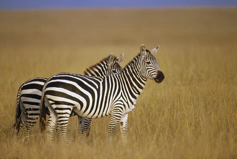 Burchells Zebras On Savannah Masai Mara Photograph by Gerry Ellis