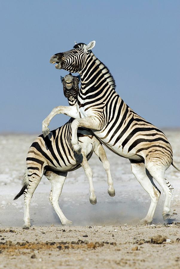 Burchells Zebras Photograph by Tony Camacho/science Photo Library