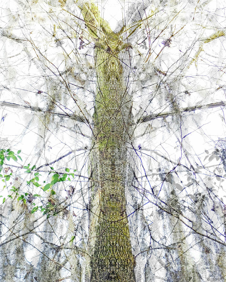 Burden Center Spirit Tree Digital Art by Lizi Beard-Ward