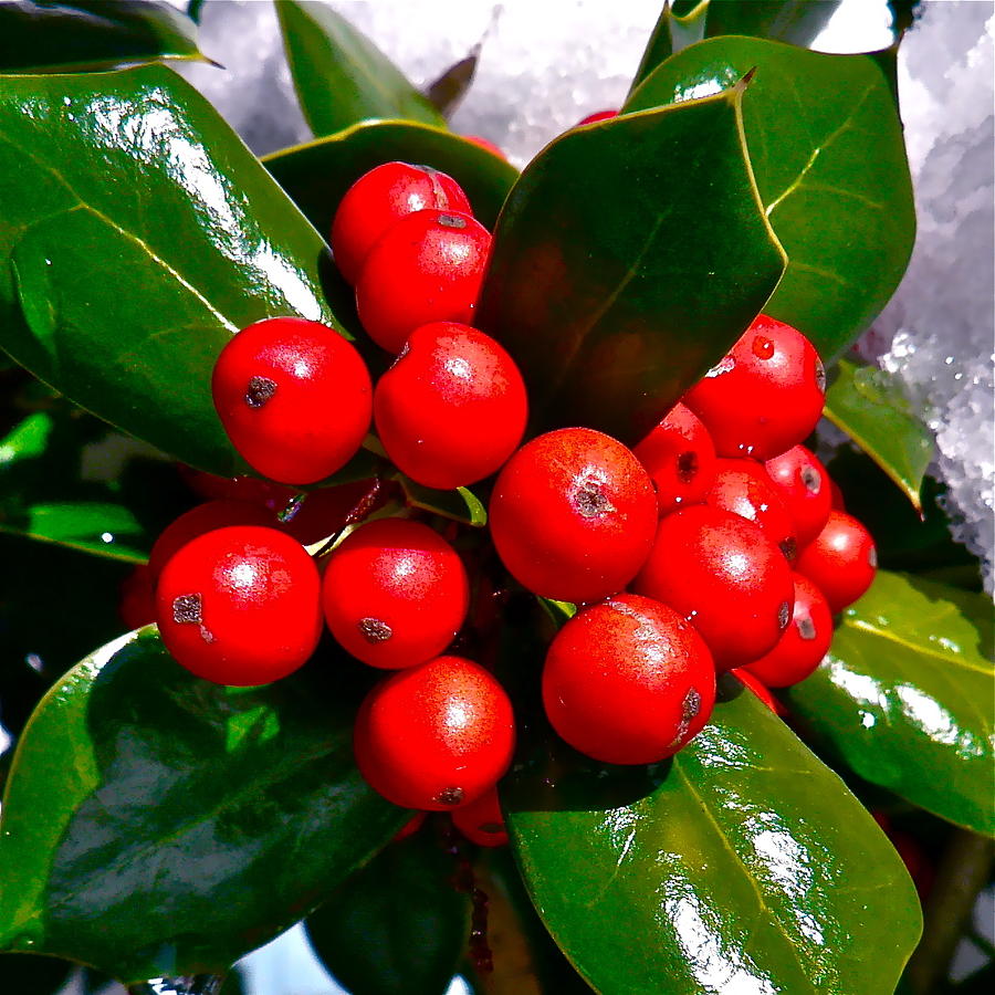 Burford Holly Berries Photograph by Jean Wright
