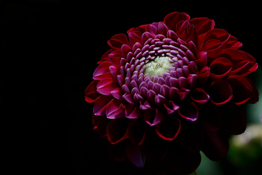 Flowers Still Life Photograph - Burgundy Button by Doug Norkum