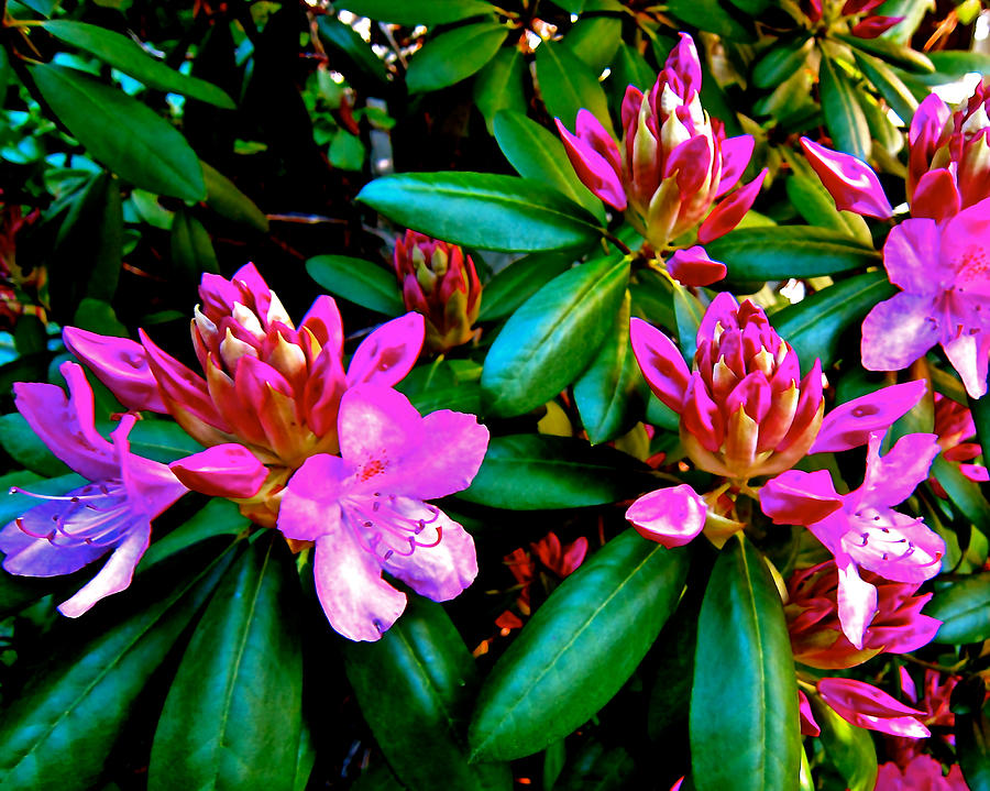 Burgeoning Rhododendron Photograph by Elizabeth Tillar