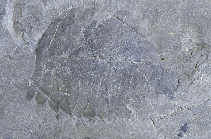 Burgess Shale Fossil Photograph by Newman & Flowers