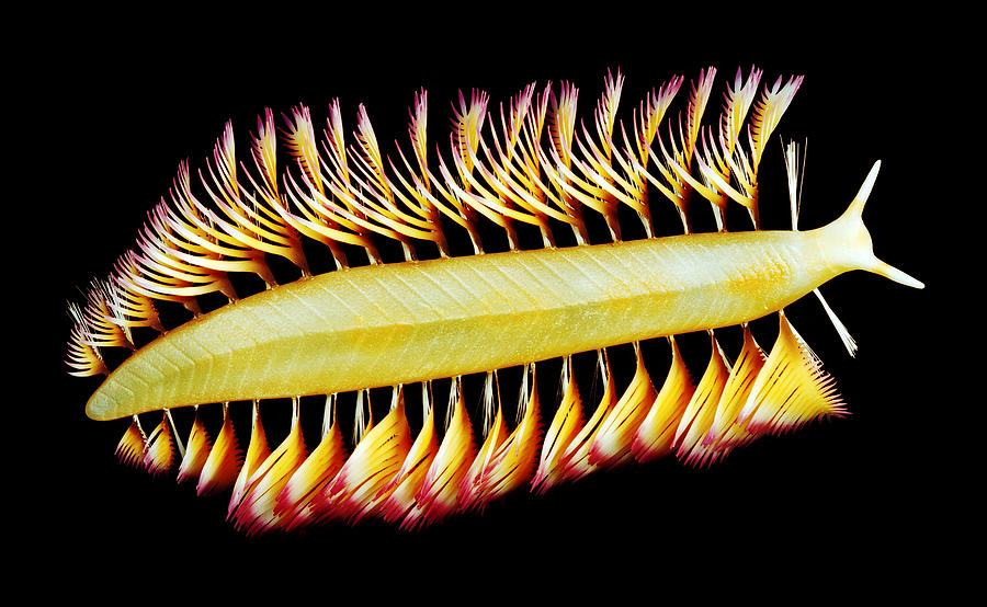 Burgess Shale Polychaete Worm Painting by Chase Studio