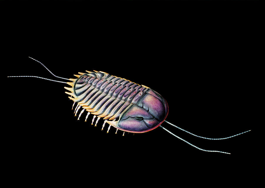 Burgess Shale Trilobite Painting by Chase Studio