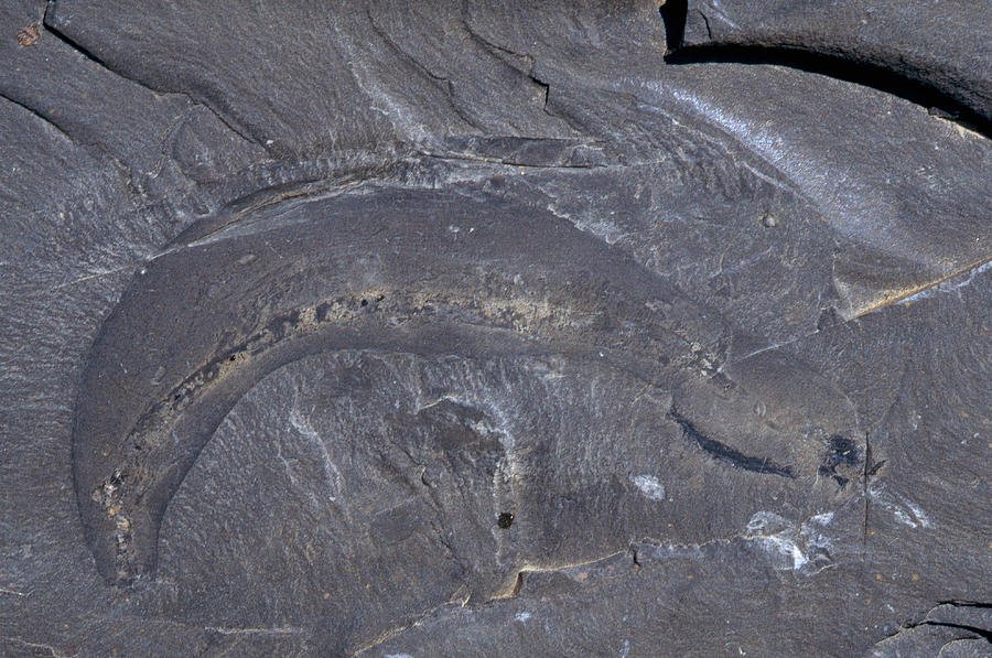 Burgess Shale Worm Photograph by Newman & Flowers