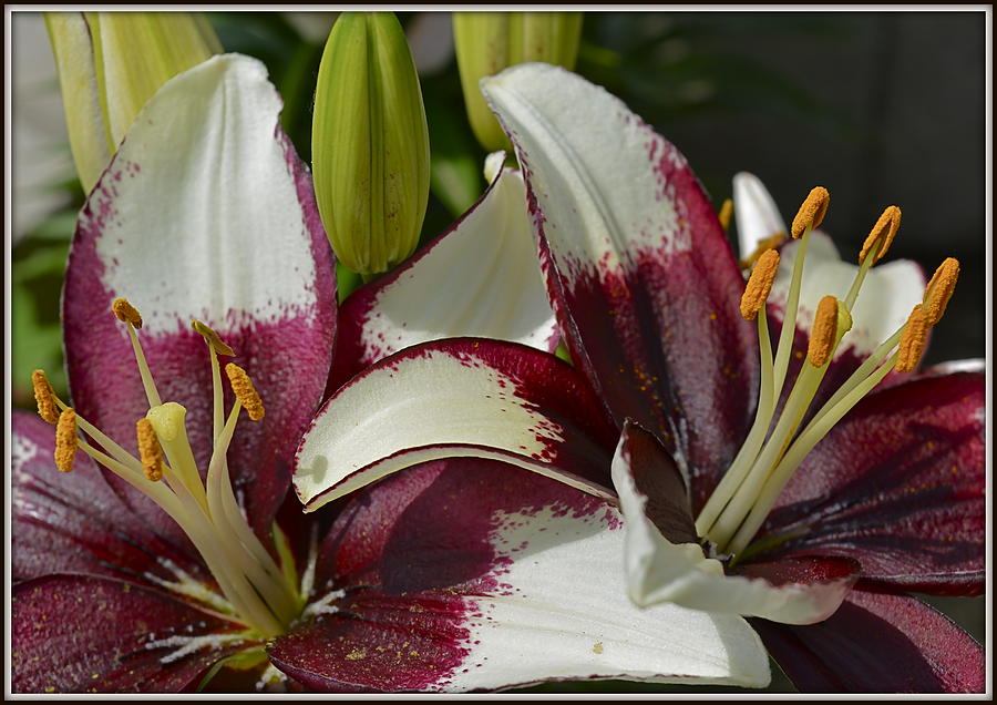Burgundy and White Lillies 2 Photograph by Kathy Barney