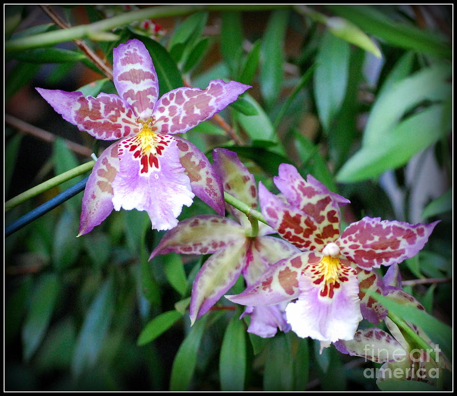 Burgundy and White Orchids Photograph by Nancy Mueller